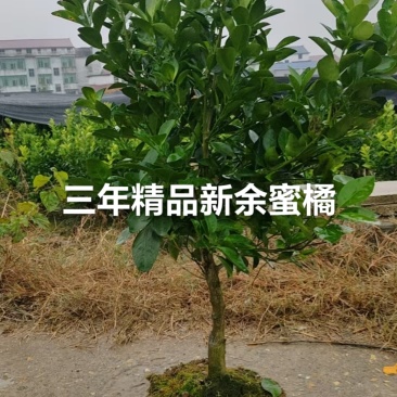 新余蜜橘（又名砂糖橘）