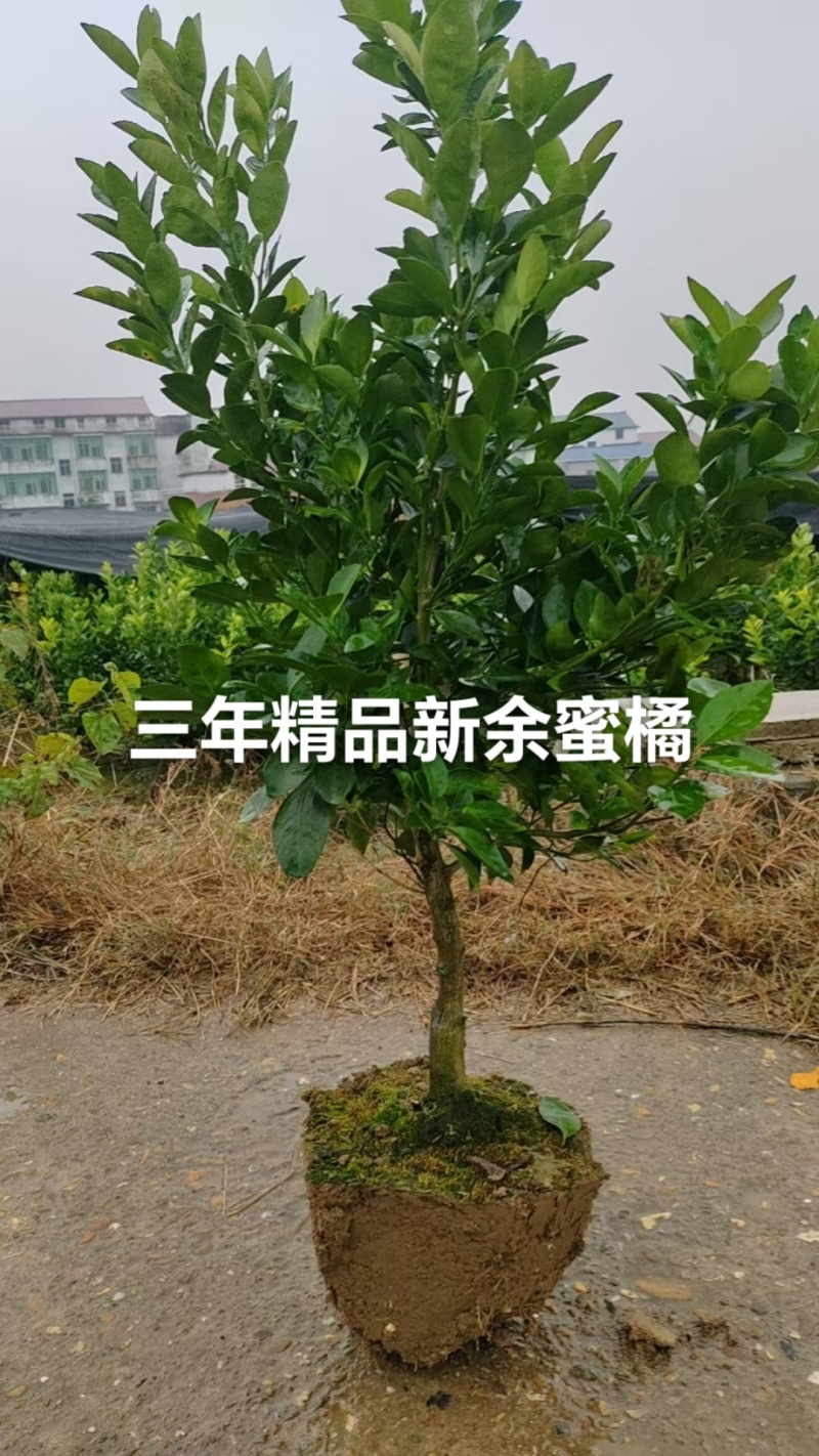 新余蜜橘（又名砂糖橘）