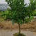新余蜜橘（又名砂糖橘）