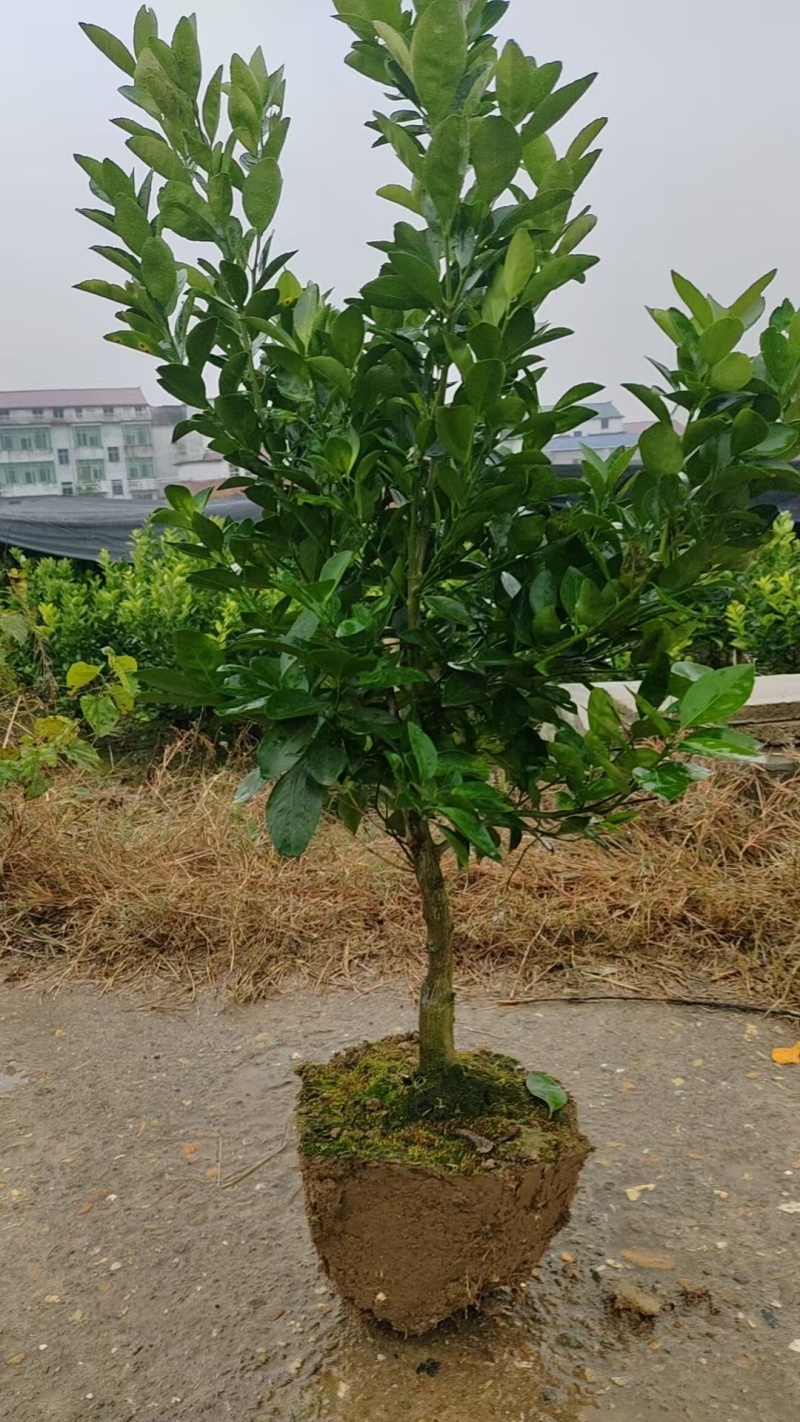 新余蜜橘（又名砂糖橘）