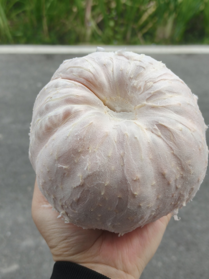 广东梅州大埔县青柚西施柚子产地直发，直销送礼现摘现发