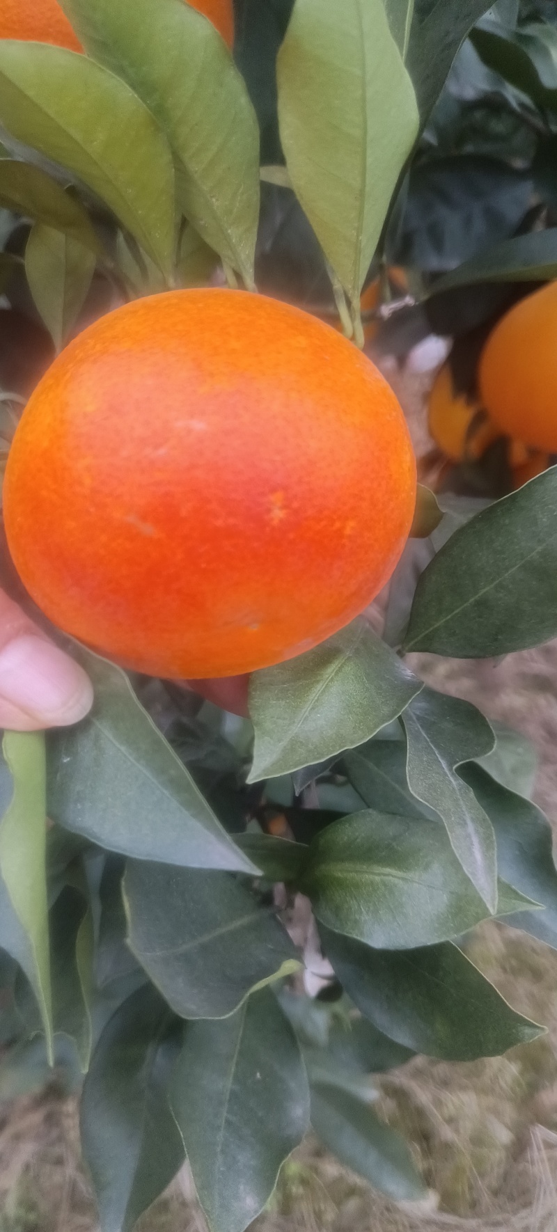 资中塔罗科血橙