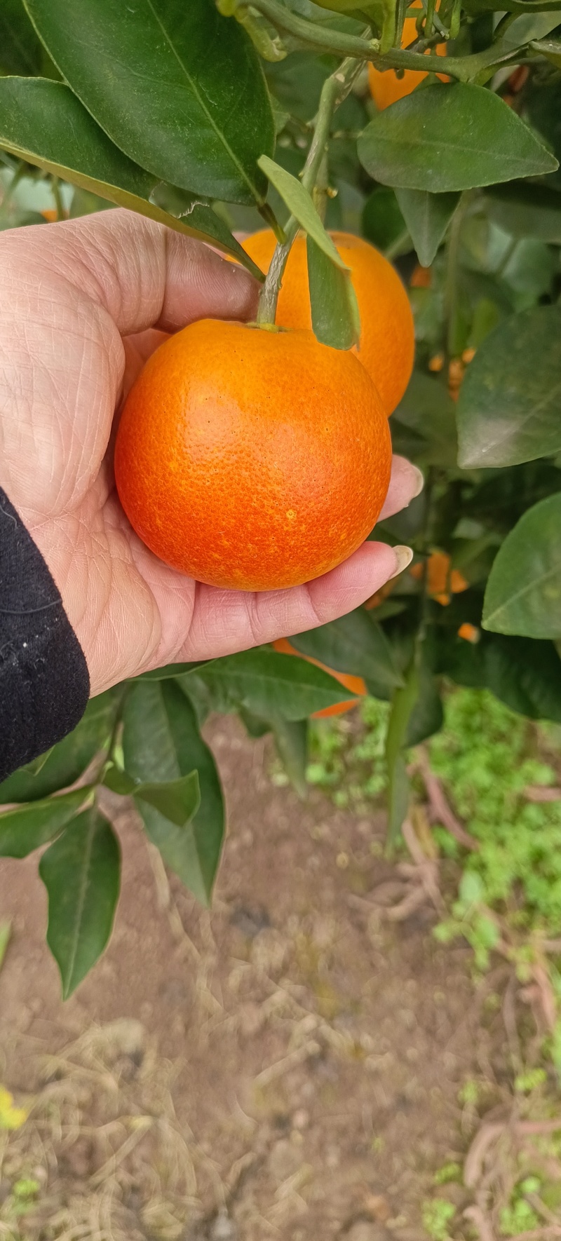 资中塔罗科血橙