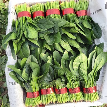 精品菠菜大小各种包装都有，代发全国货源充足，山东菏泽单县