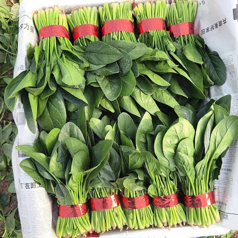 精品菠菜大小各种包装都有，代发全国货源充足，山东菏泽单县