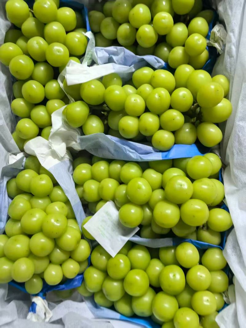 库存优质阳光玫瑰，硬度好，口感甜