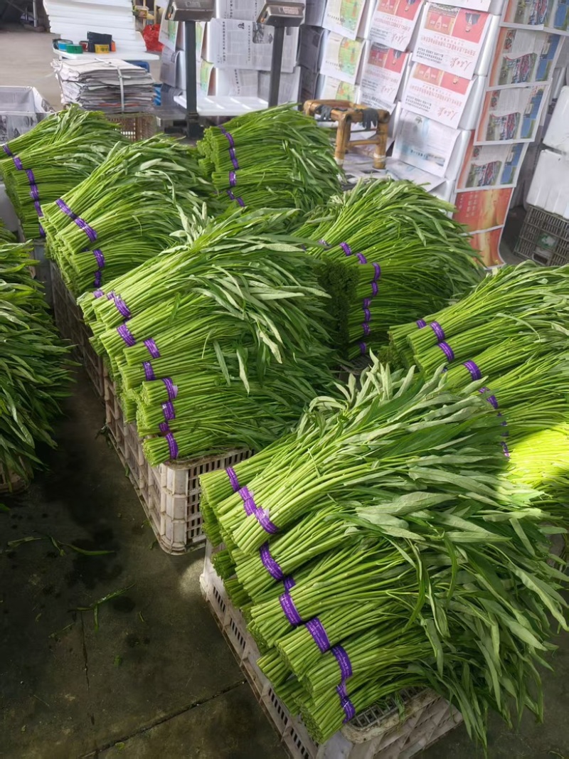 青根空心菜