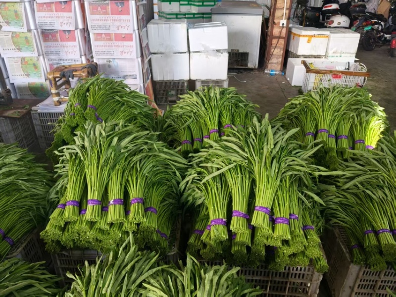 青根空心菜