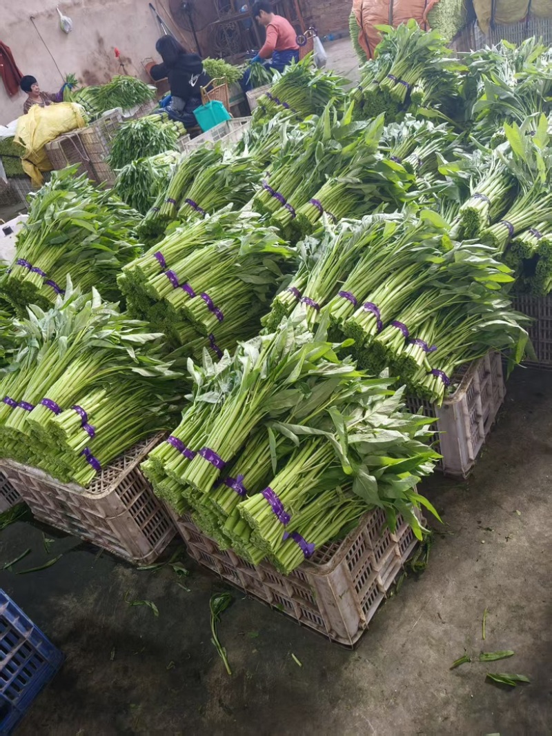 青根空心菜