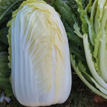 云南高山大娃娃菜