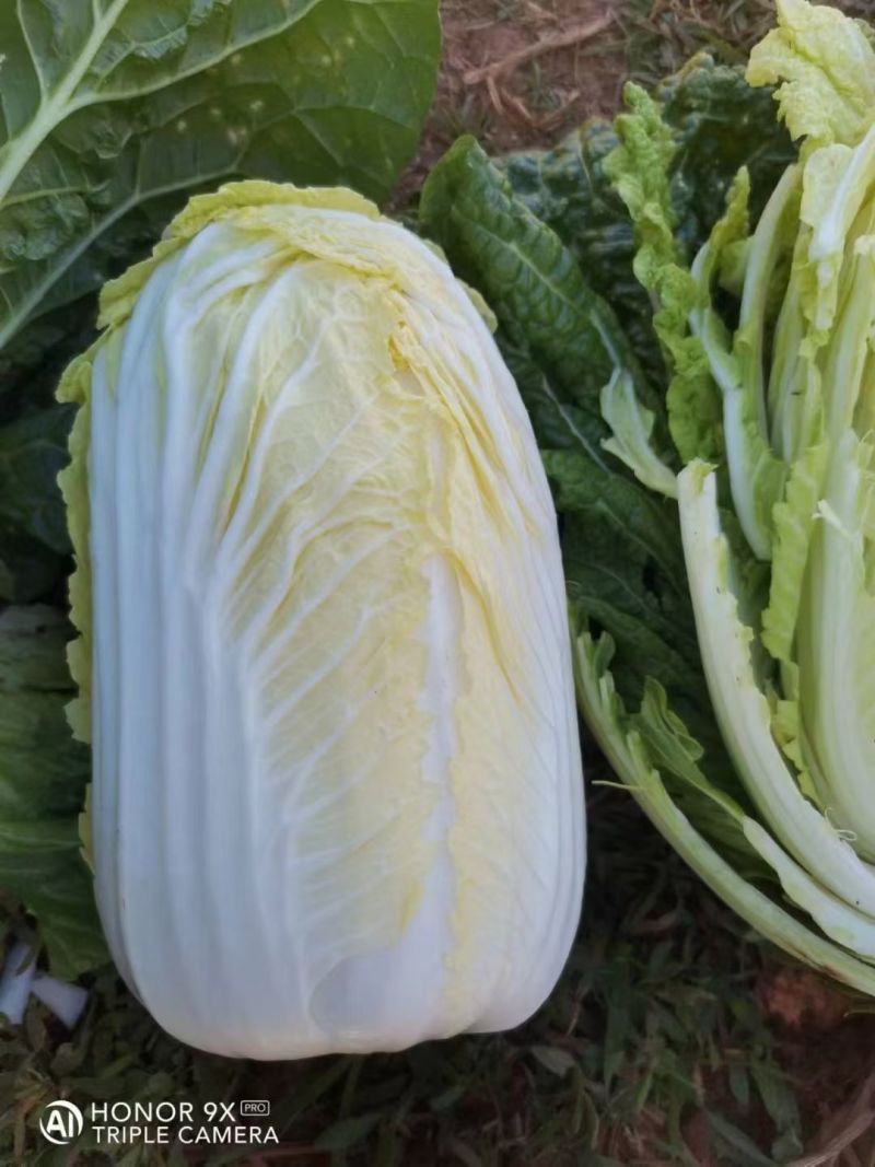 云南高山大娃娃菜