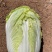 云南高山大娃娃菜
