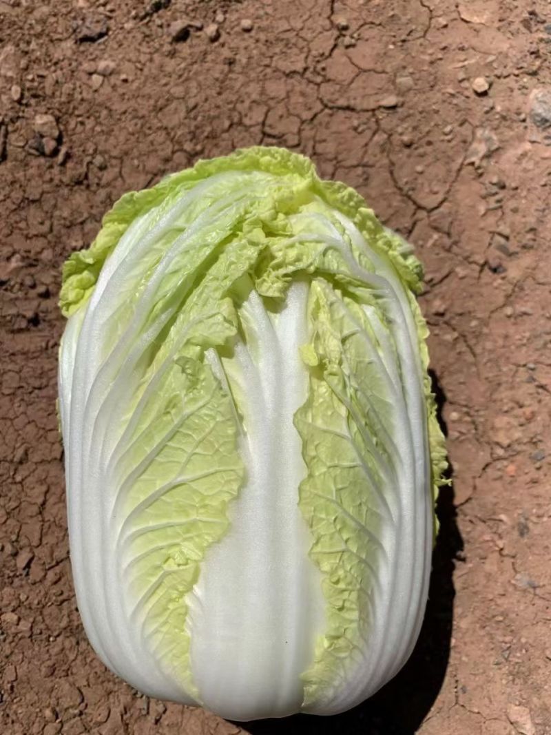云南高山大娃娃菜