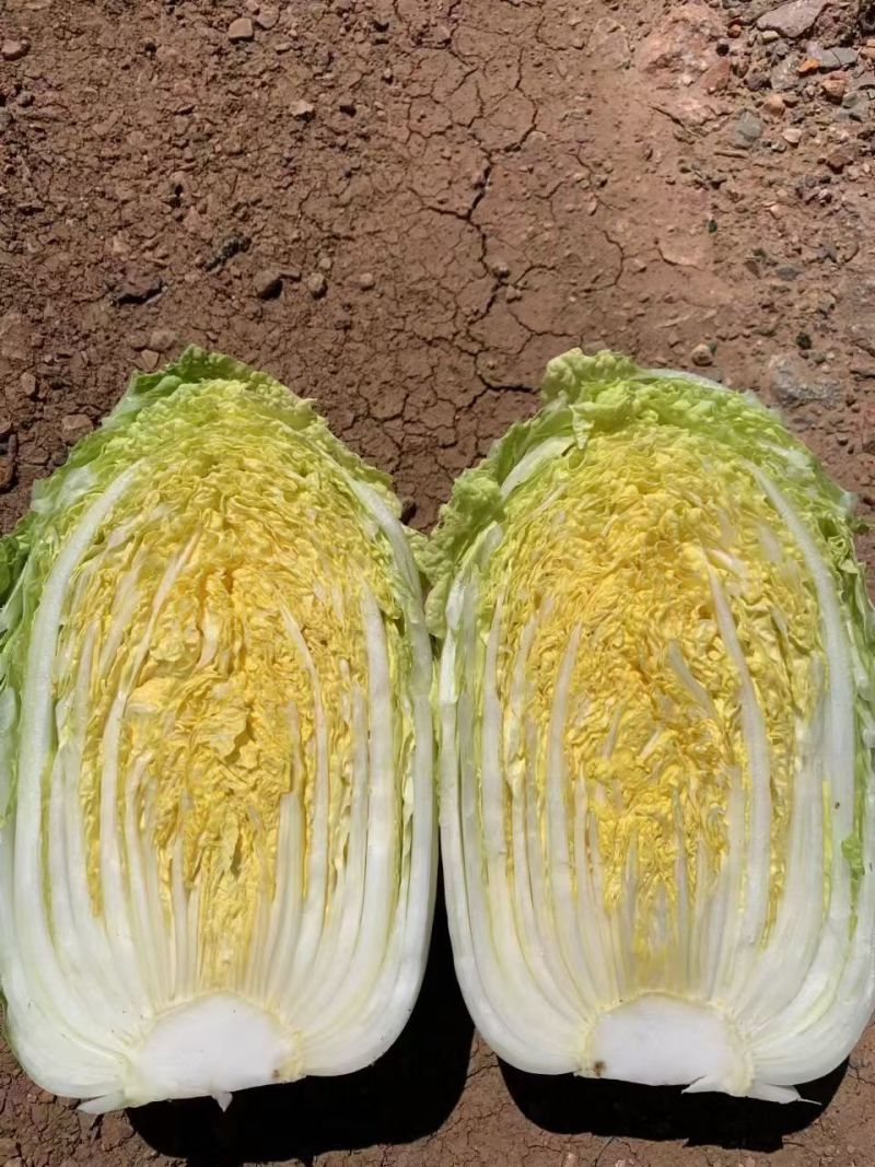 云南高山大娃娃菜