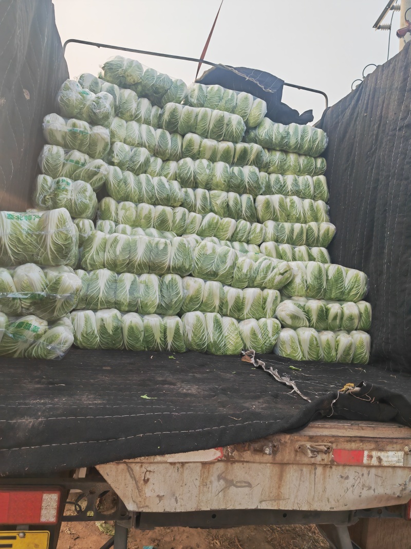 河南大白菜产地直发，品质保证，支持全国发货