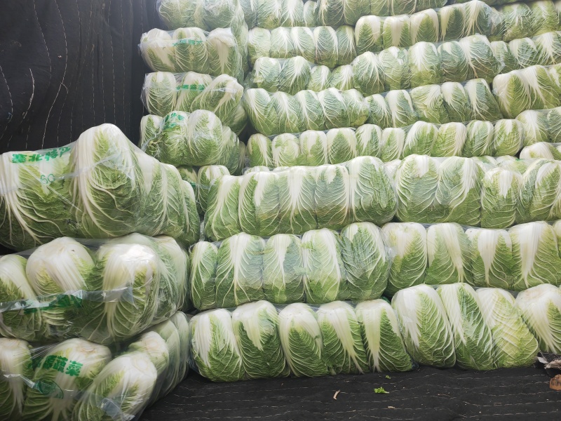 河南大白菜产地直发，品质保证，支持全国发货