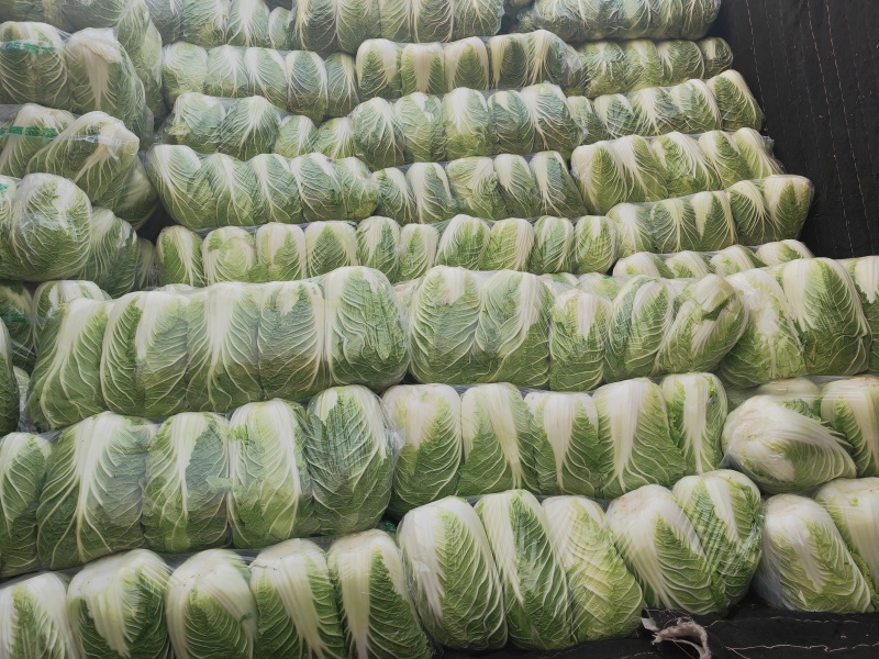 河南大白菜产地直发，品质保证，支持全国发货