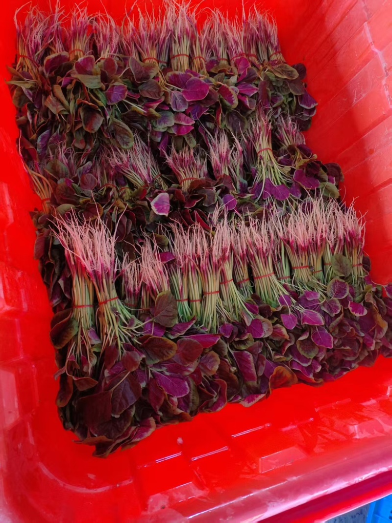 光滑细嫩的红苋菜