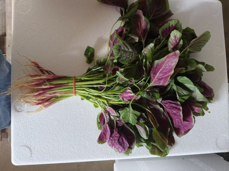 光滑细嫩的红苋菜