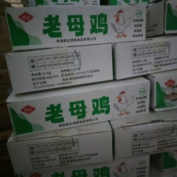 老母鸡