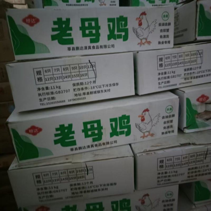 老母鸡