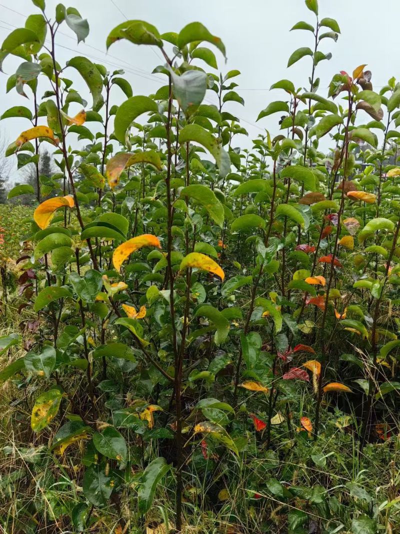 晚熟黄金梨树苗嫁接树苗批发基地直供量大