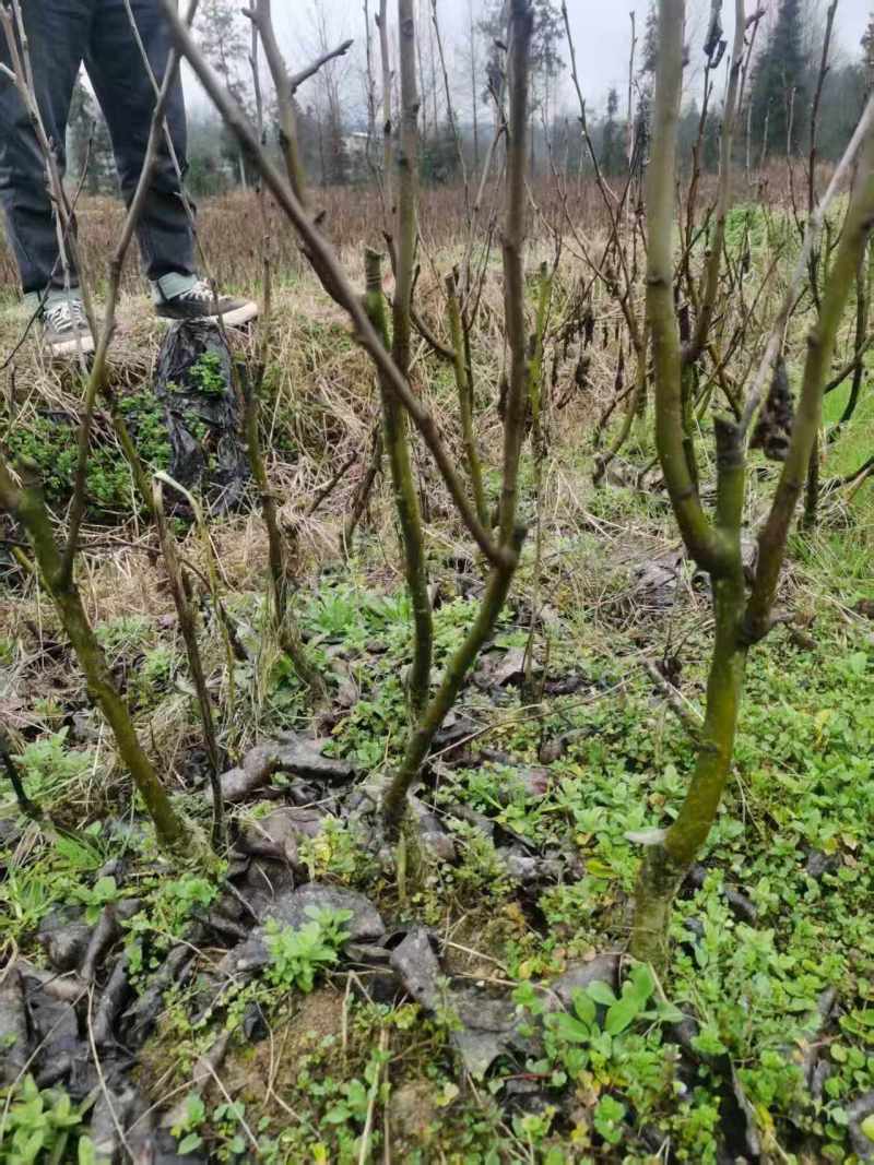 晚熟黄金梨树苗嫁接树苗批发基地直供量大