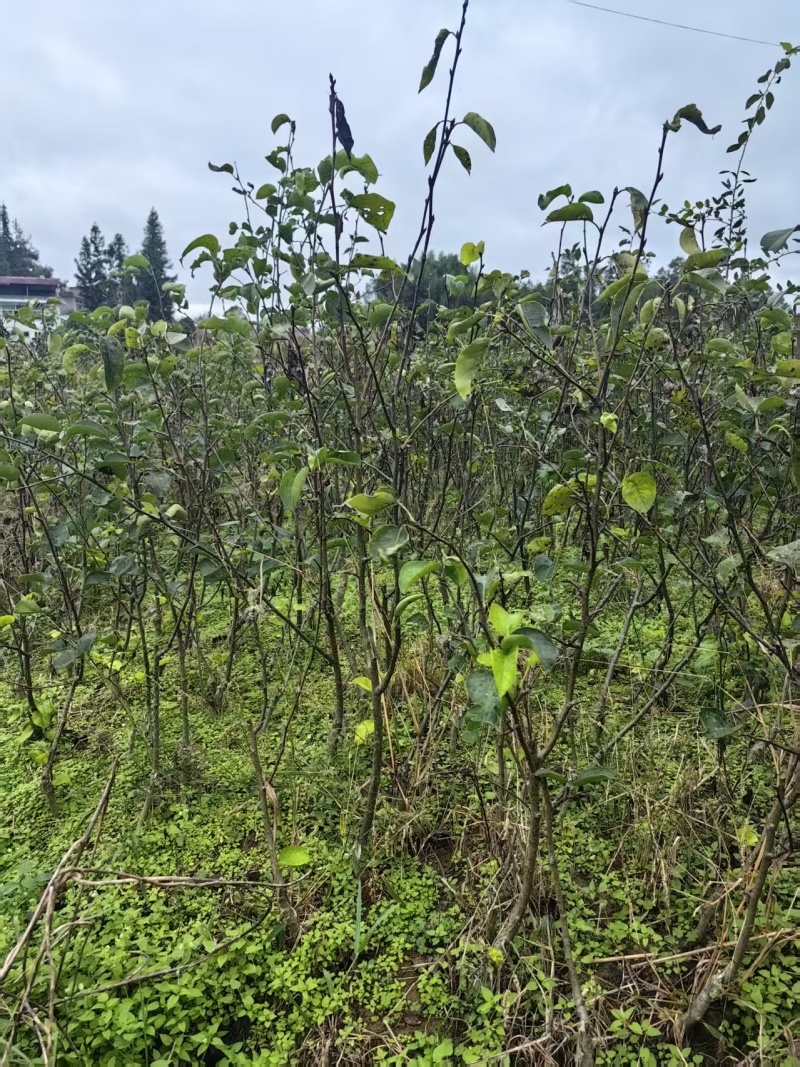 晚熟黄金梨树苗嫁接树苗批发基地直供量大