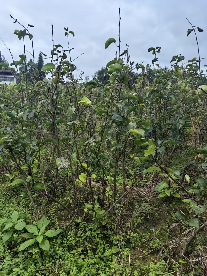 晚熟黄金梨树苗嫁接树苗批发基地直供量大