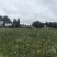 晚熟黄金梨树苗嫁接树苗批发基地直供量大
