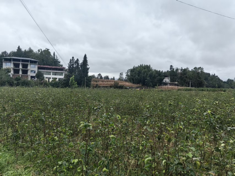 晚熟黄金梨树苗嫁接树苗批发基地直供量大