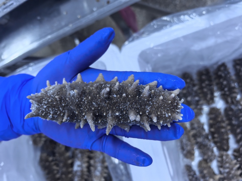 自家小船在大连海域，海碰子下海捞的，高端货，懂行得询价