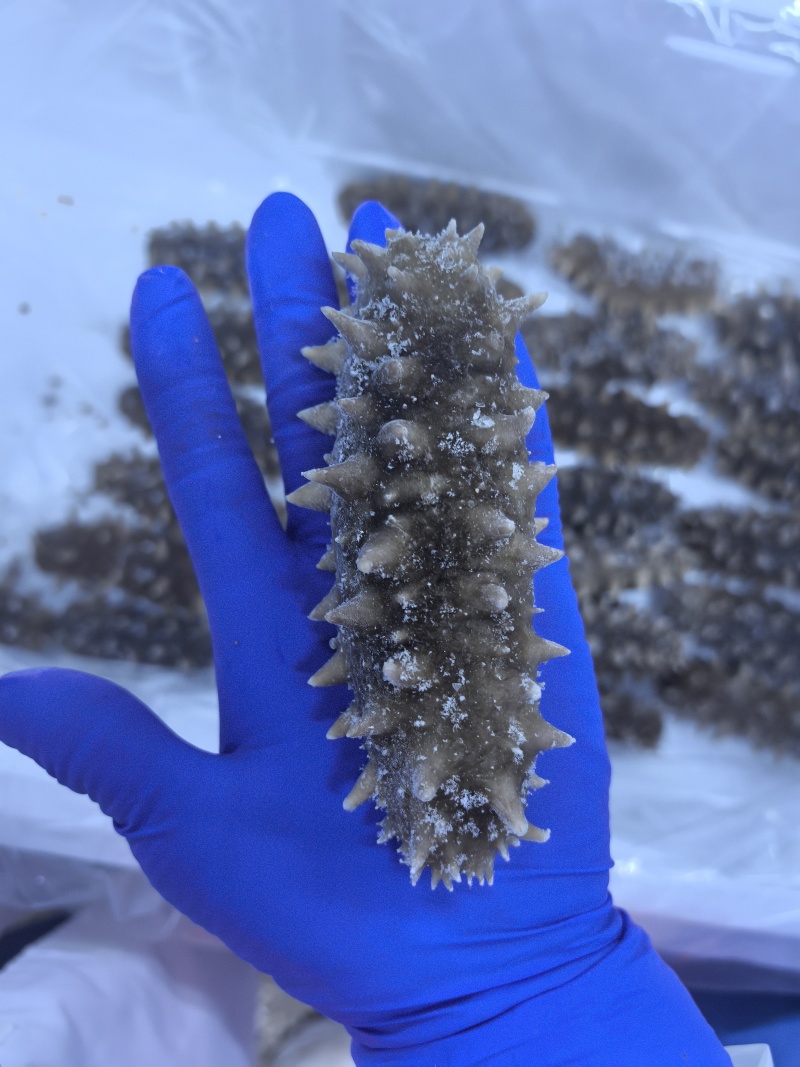 自家小船在大连海域，海碰子下海捞的，高端货，懂行得询价