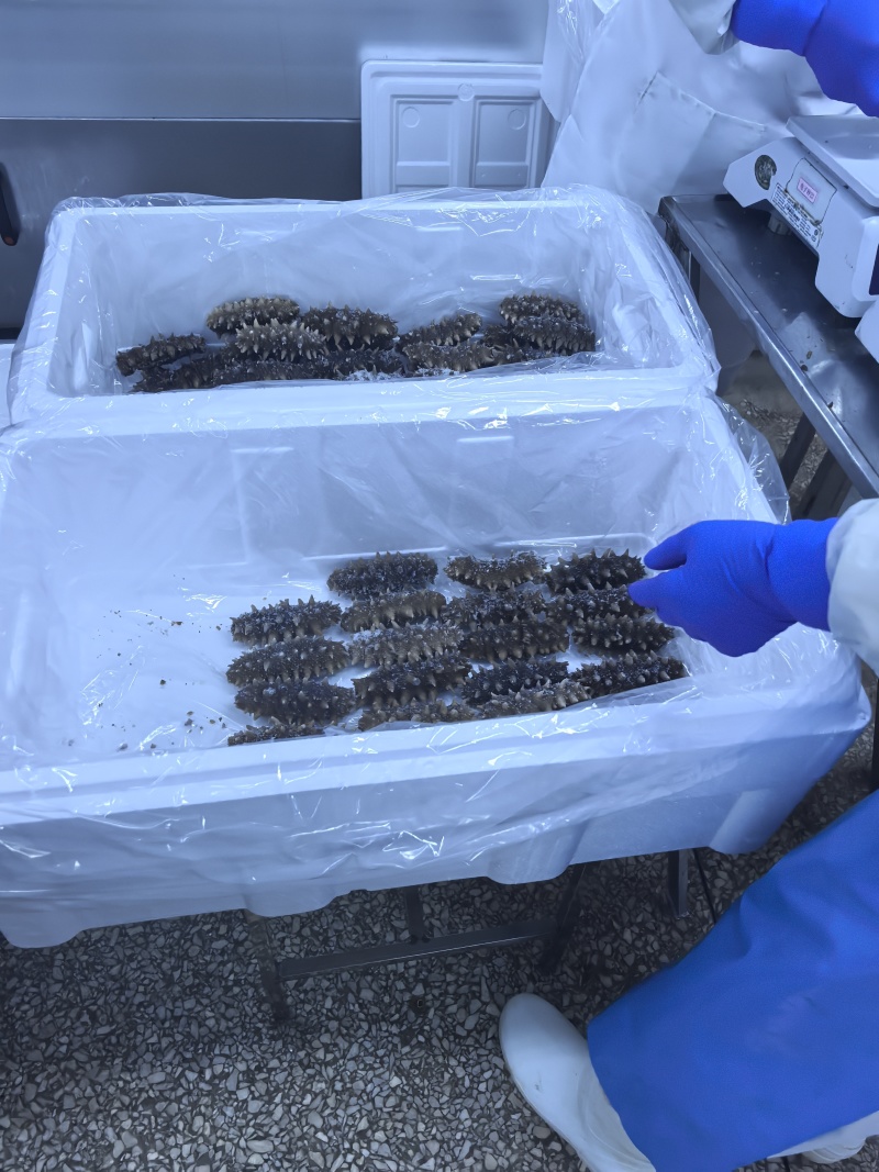 自家小船在大连海域，海碰子下海捞的，高端货，懂行得询价