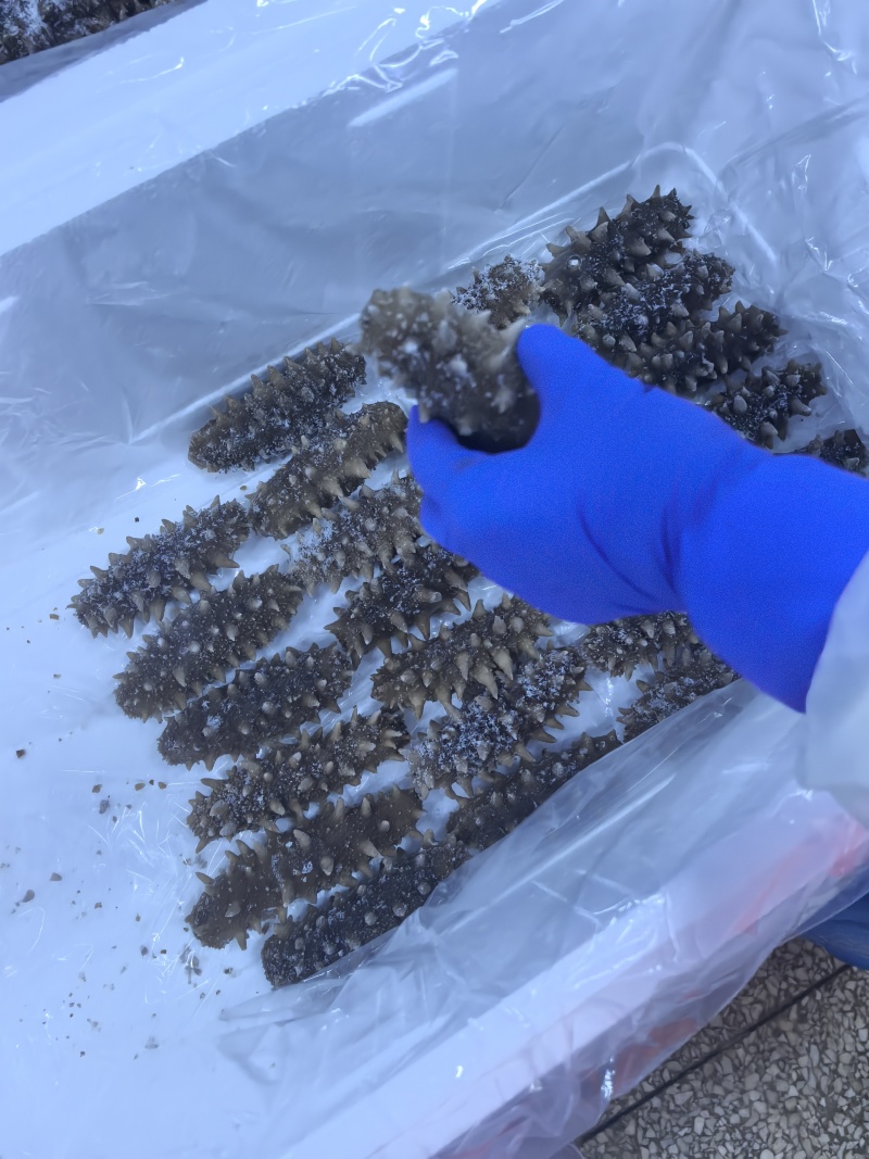 自家小船在大连海域，海碰子下海捞的，高端货，懂行得询价