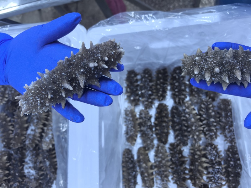 自家小船在大连海域，海碰子下海捞的，高端货，懂行得询价