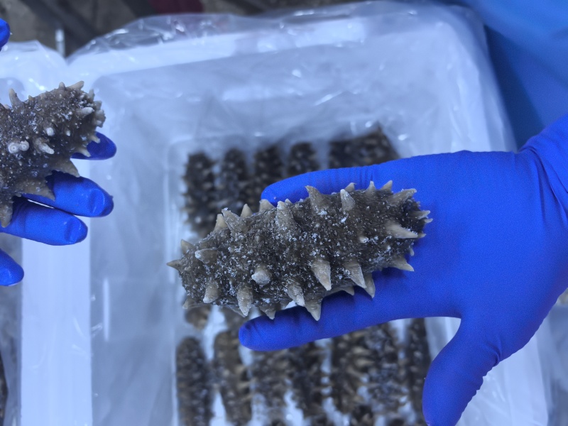 自家小船在大连海域，海碰子下海捞的，高端货，懂行得询价