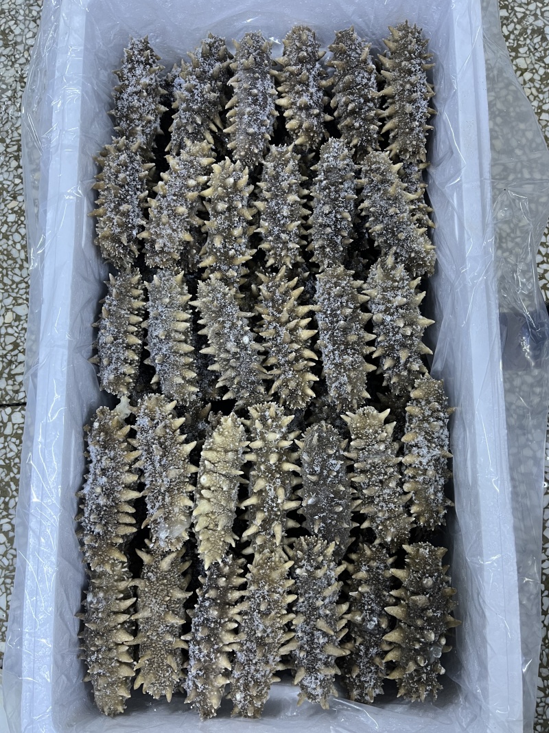 自家小船在大连海域，海碰子下海捞的，高端货，懂行得询价