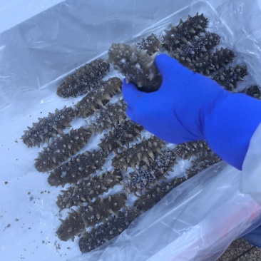 自家小船在大连海域，海碰子下海捞的，高端货，懂行得询价