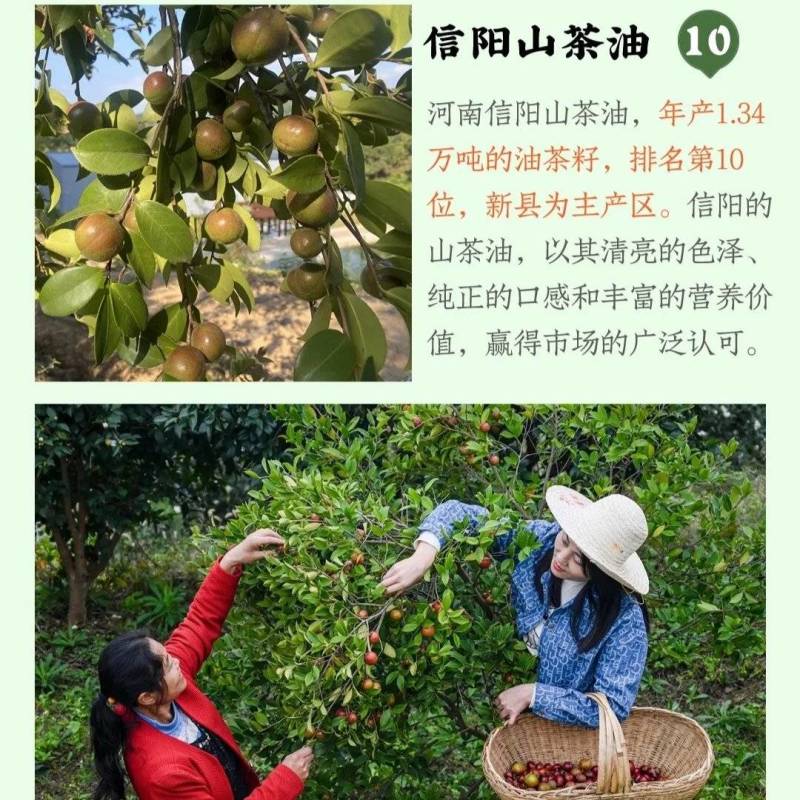 信阳毛尖茶油