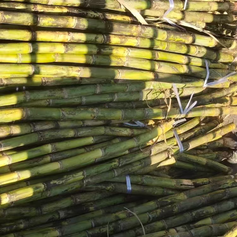 四川精品青皮甘蔗产地直发品质保证量大从优一手货源
