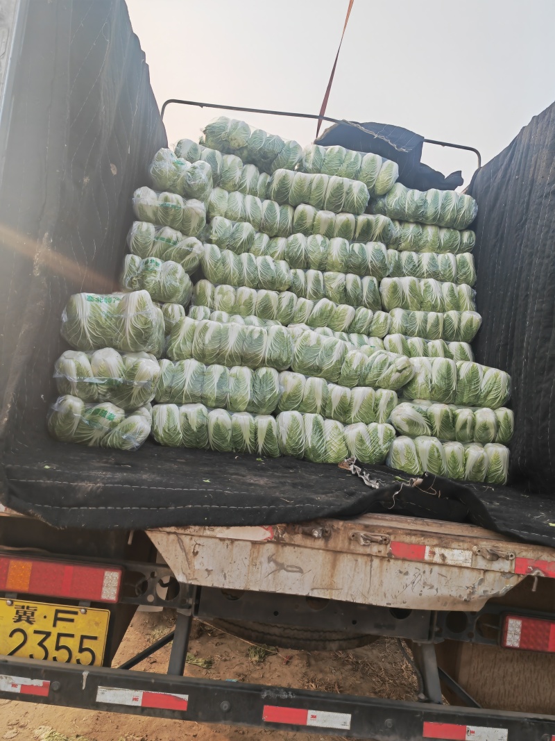 黄心大白菜产地直发，支持全国发货