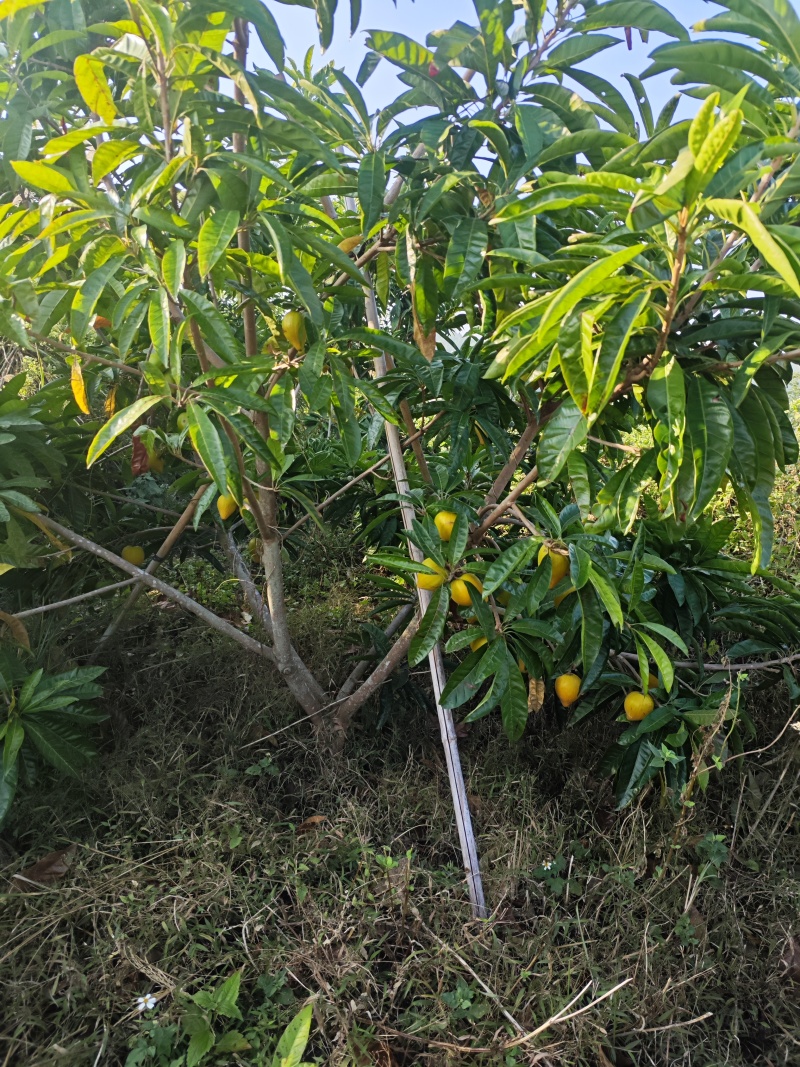 蛋黄果