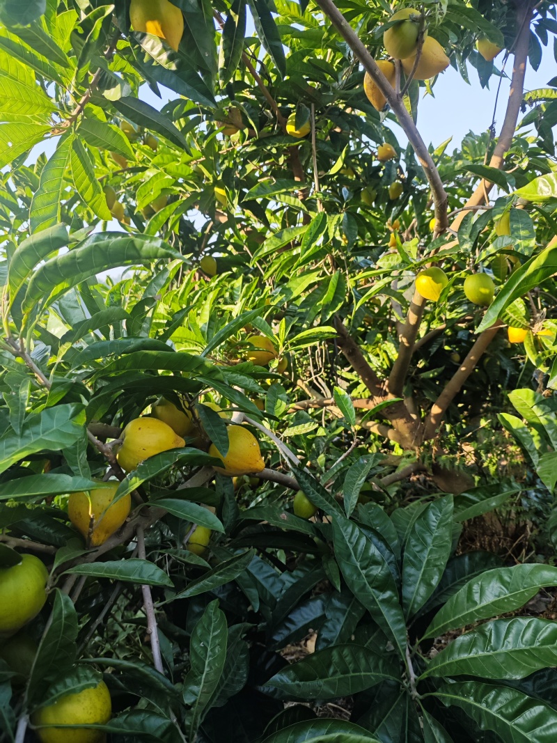 蛋黄果