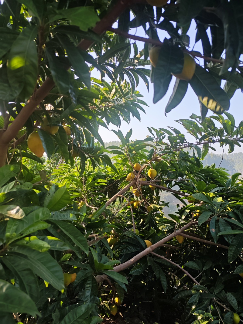 蛋黄果