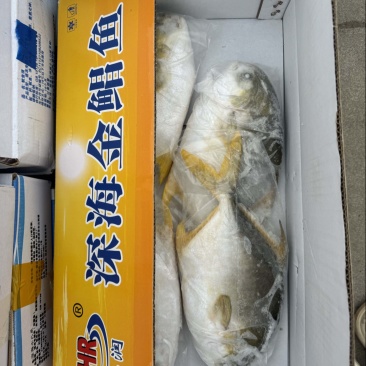 金鲳鱼，精包装，肉厚，无乱刺。