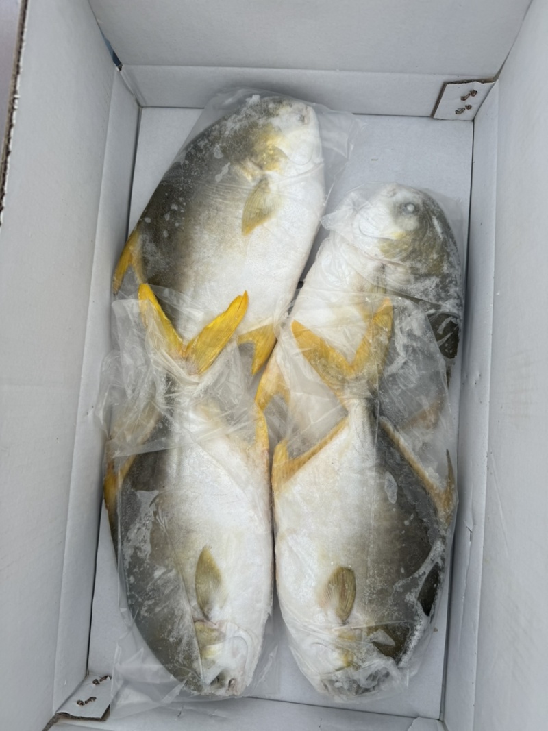 金鲳鱼，精包装，肉厚，无乱刺。