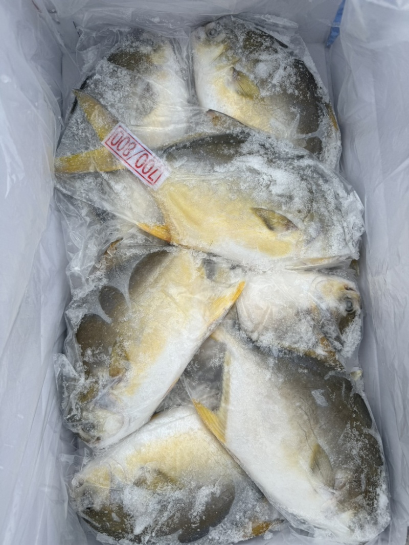金鲳鱼，精包装，肉厚，无乱刺。