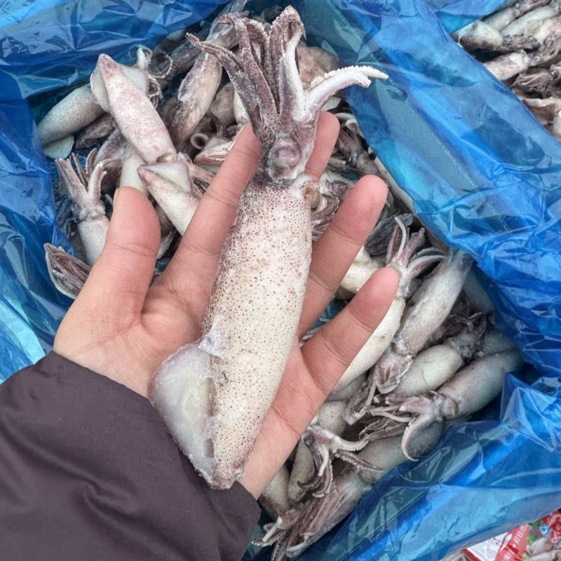 满籽籽乌，海兔子，笔管鱼，个头大，满满都是籽