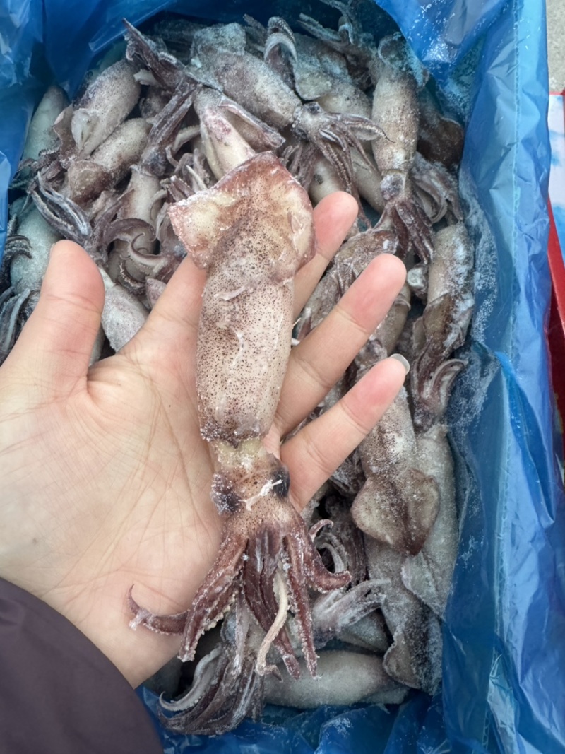 满籽籽乌，海兔子，笔管鱼，个头大，满满都是籽